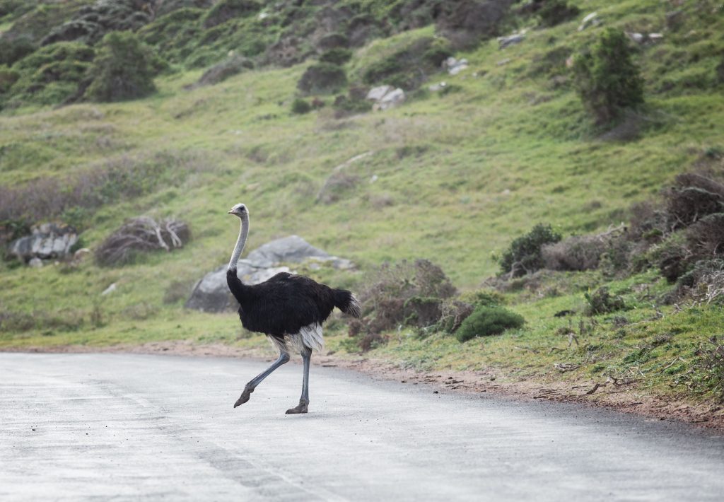 Vogel Strauß überquert eine Straße beim Boulders Beach (Südafrika)