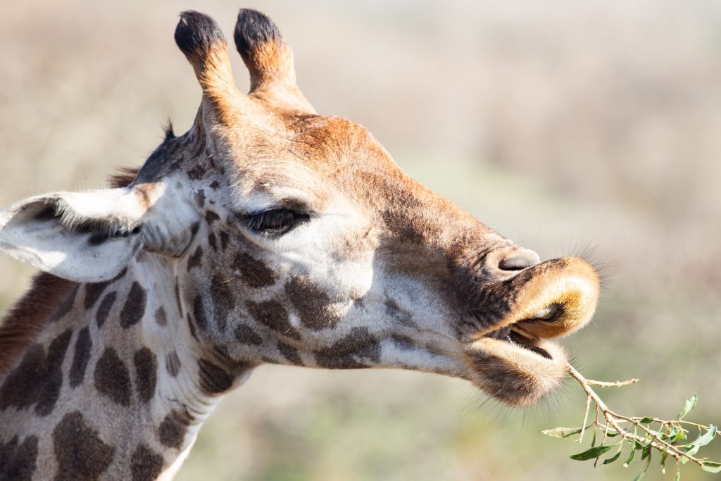 Giraffe schnappt nach Zweig im Hluhluwe-iMfolozi Park (Südafrika)