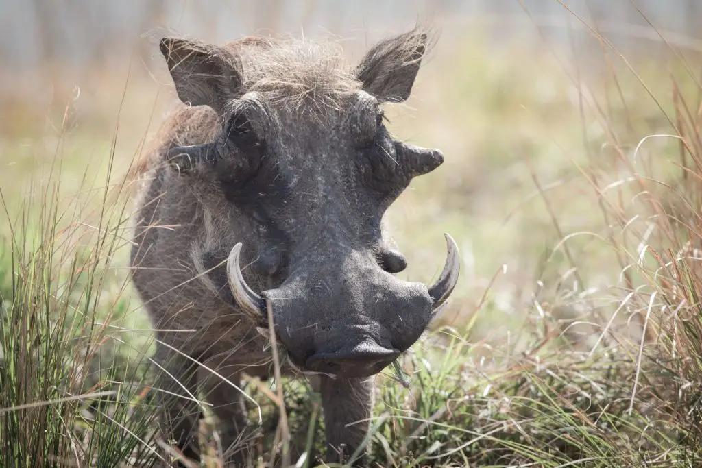 Warzenschwein im Hluhluwe-iMfolozi Park (Südafrika)