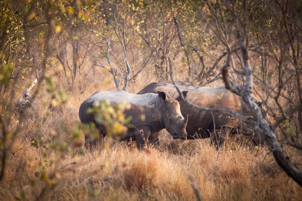 Nashörner im Krüger Nationalpark (Südafrika)