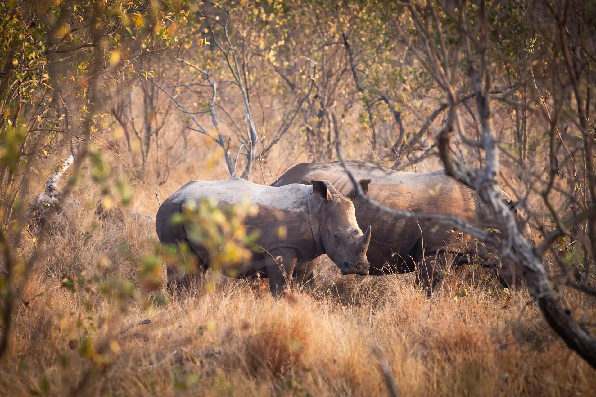 Nashörner im Krüger Nationalpark (Südafrika)