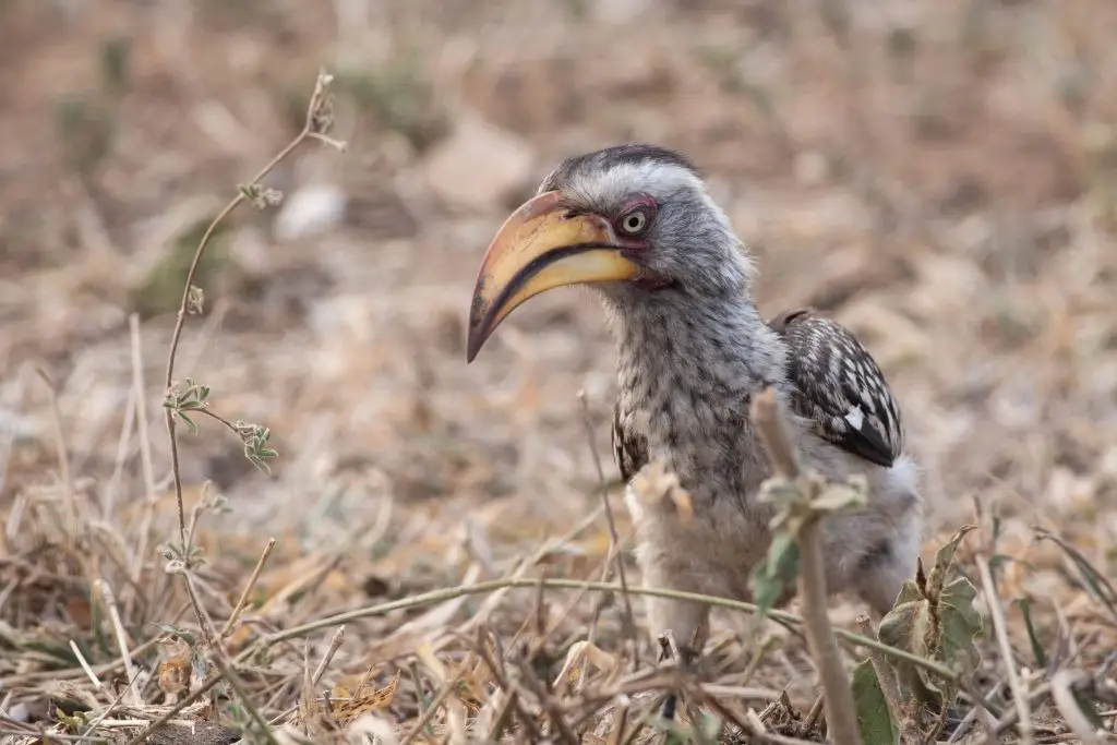 Afrikanischer Rotschnabel-Hornvogel im Krüger Nationalpark (Südafrika)
