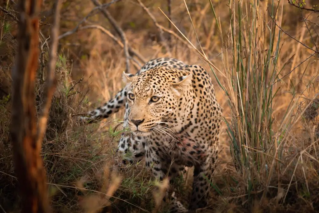 Leopard im Krüger Nationalpark (Südafrika)