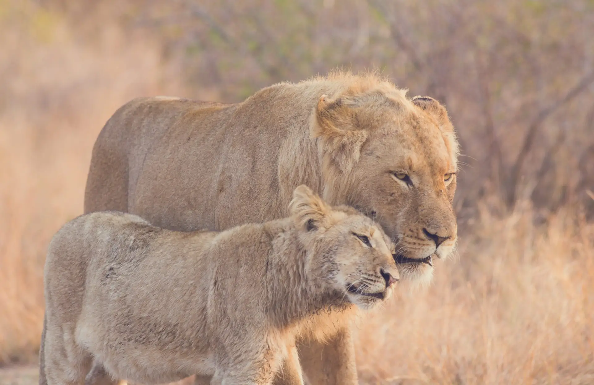 Zwei schmusende Löwen im Krüger Nationalpark (Südafrika)