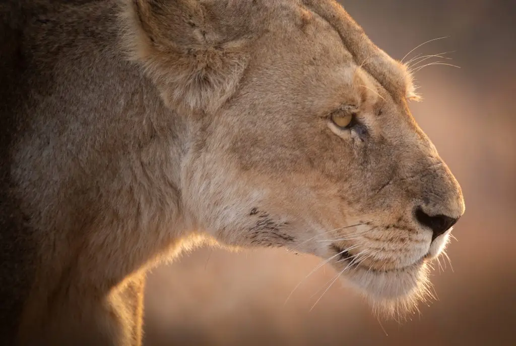 Seitlicher Kopf eines Löwen-Weibchens im Krüger Nationalpark (Südafrika)