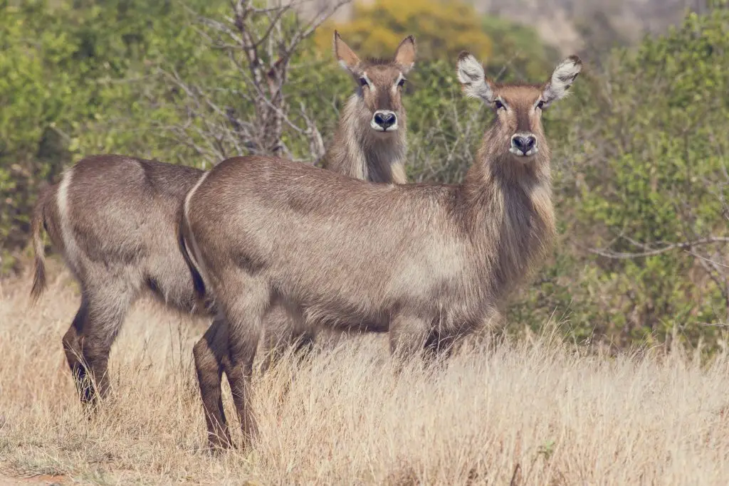 Zwei Ellipsen-Wasserbock (Weibchen) im Krüger Nationalpark (Südafrika)