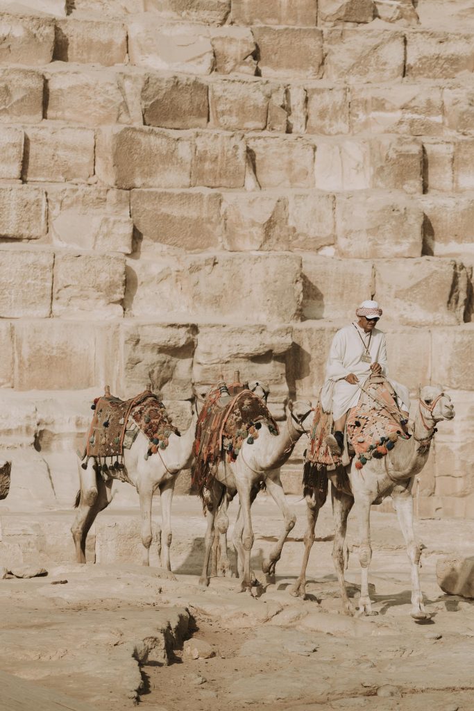 Kamele bei den Pyramiden von Gizeh
