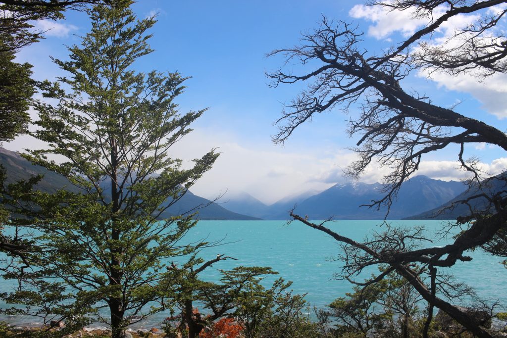 Türkisblauer See, im Vordergrund Bäume (in El Calafate - Argentinien)
