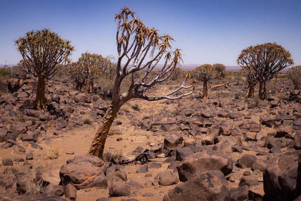 Knochenköcherbaum Namibia