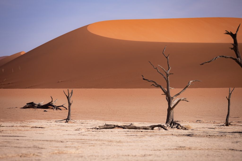Abgestorbene Bäume im Deadvlei in Namibia