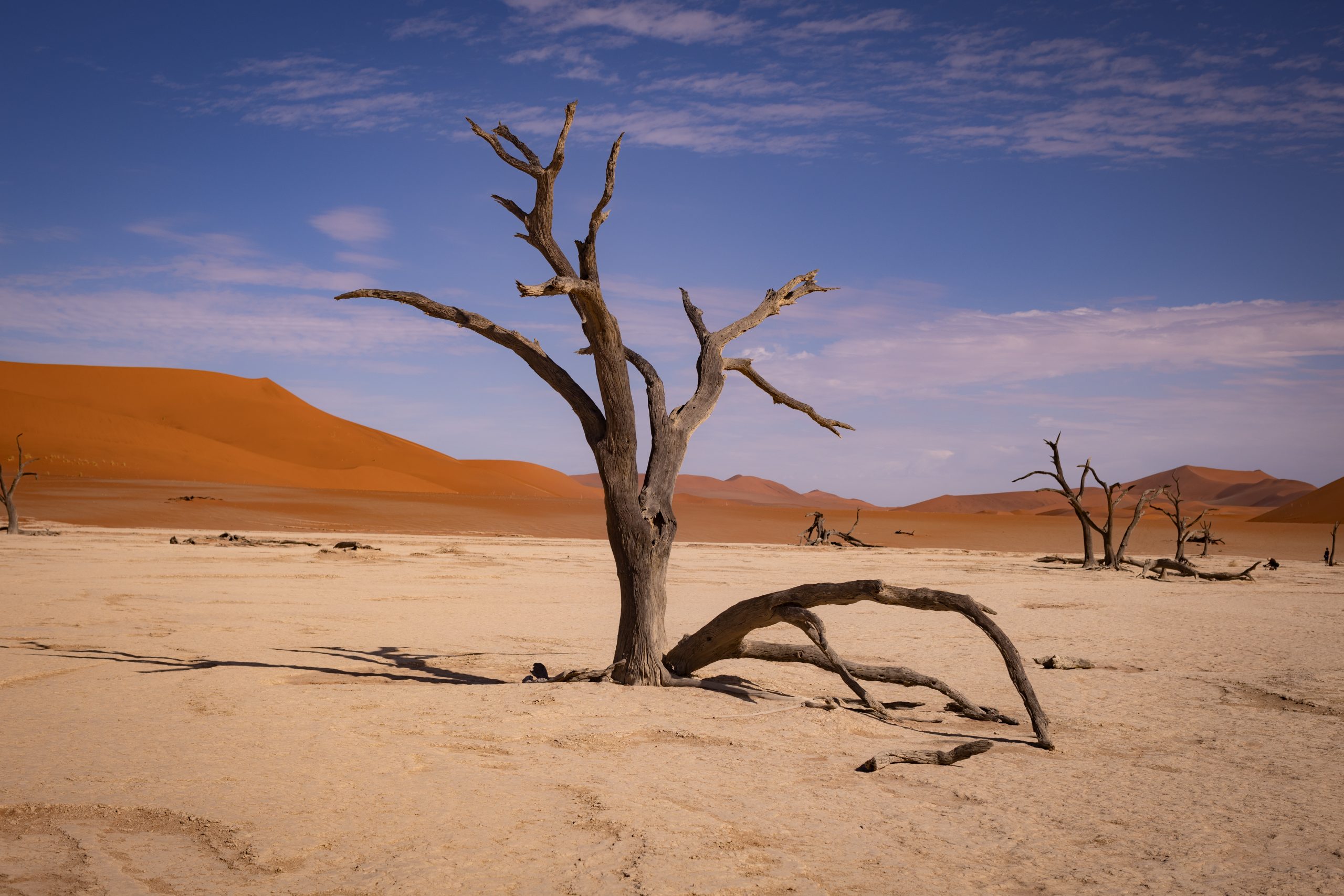 Abgestorbener Baum auf kargem Untergrund, im Hintergrund rote Dünen (Deadvlei in Namibia)