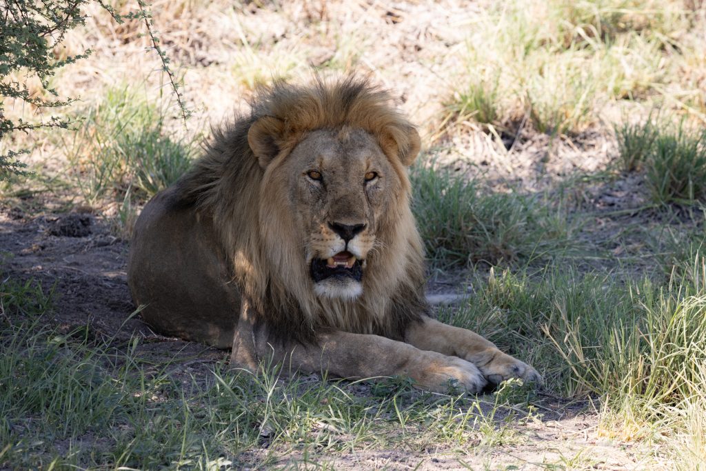 Im Schatten liegender Löwe im Etosha Nationalpark