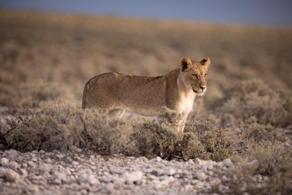 Löwin im Etosha Nationalpark