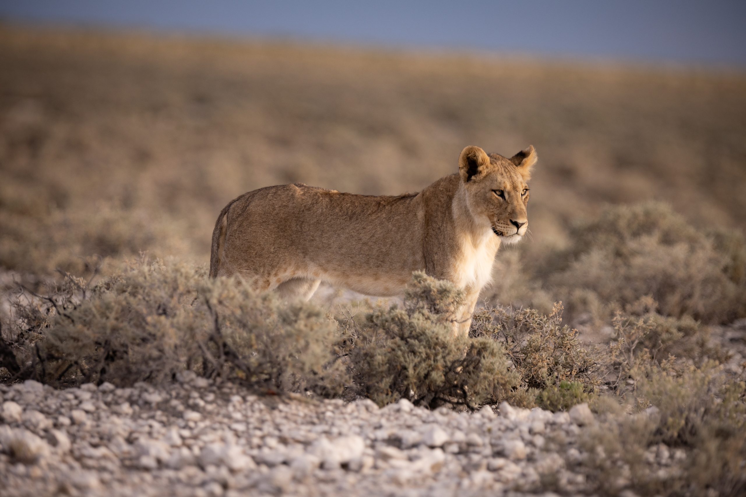 Löwin im Etosha Nationalpark