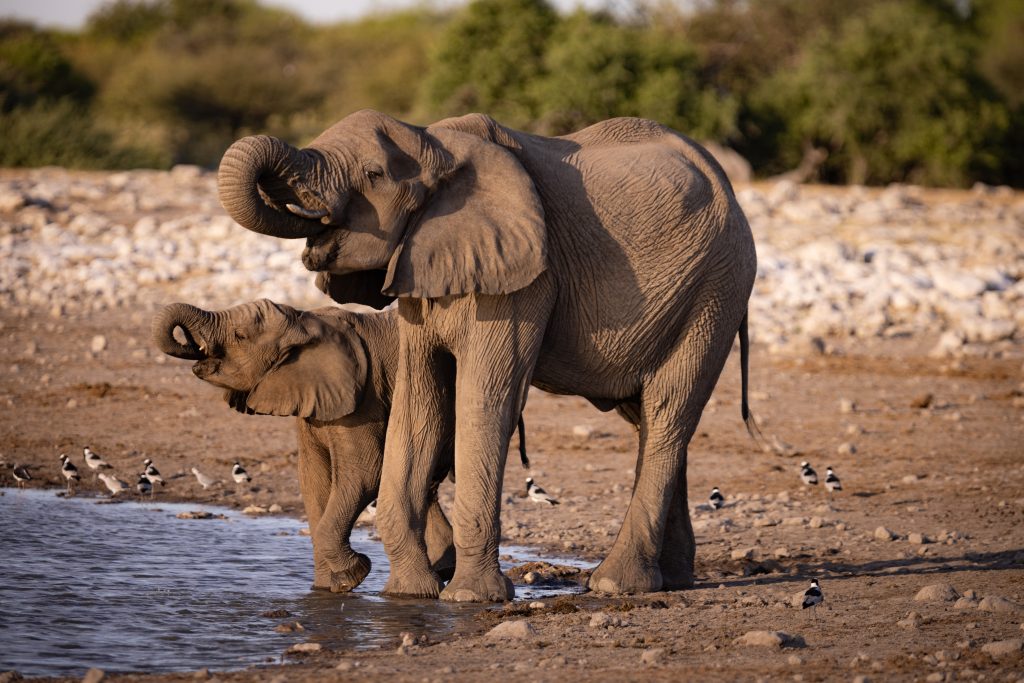 Trinkende Elefantenmutter mit Jungem am Wasserloch im Etosha Nationalpark - Namibia