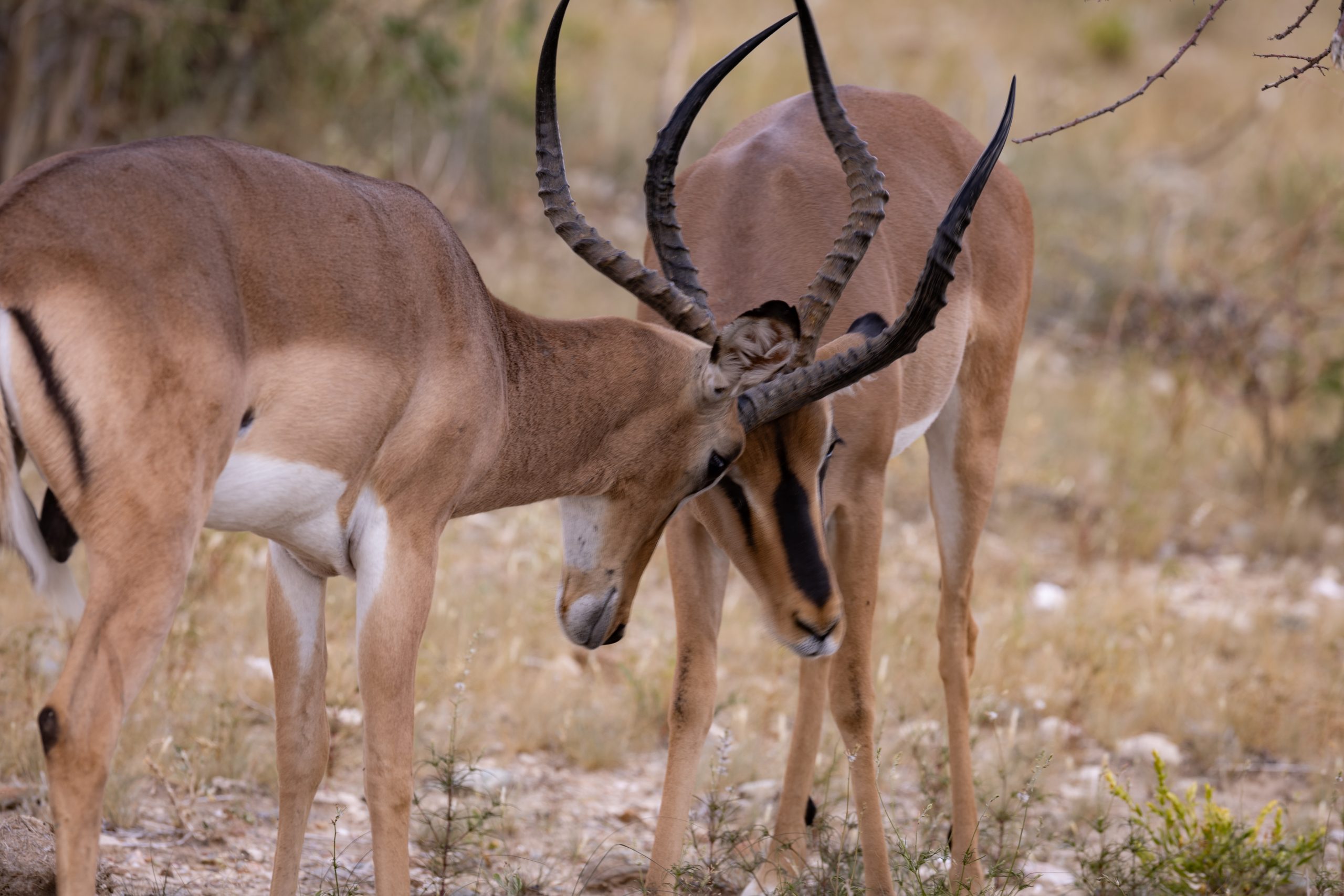 Kämpfende Schwarznasenimpalas im Etosha Nationalpark (Namibia)