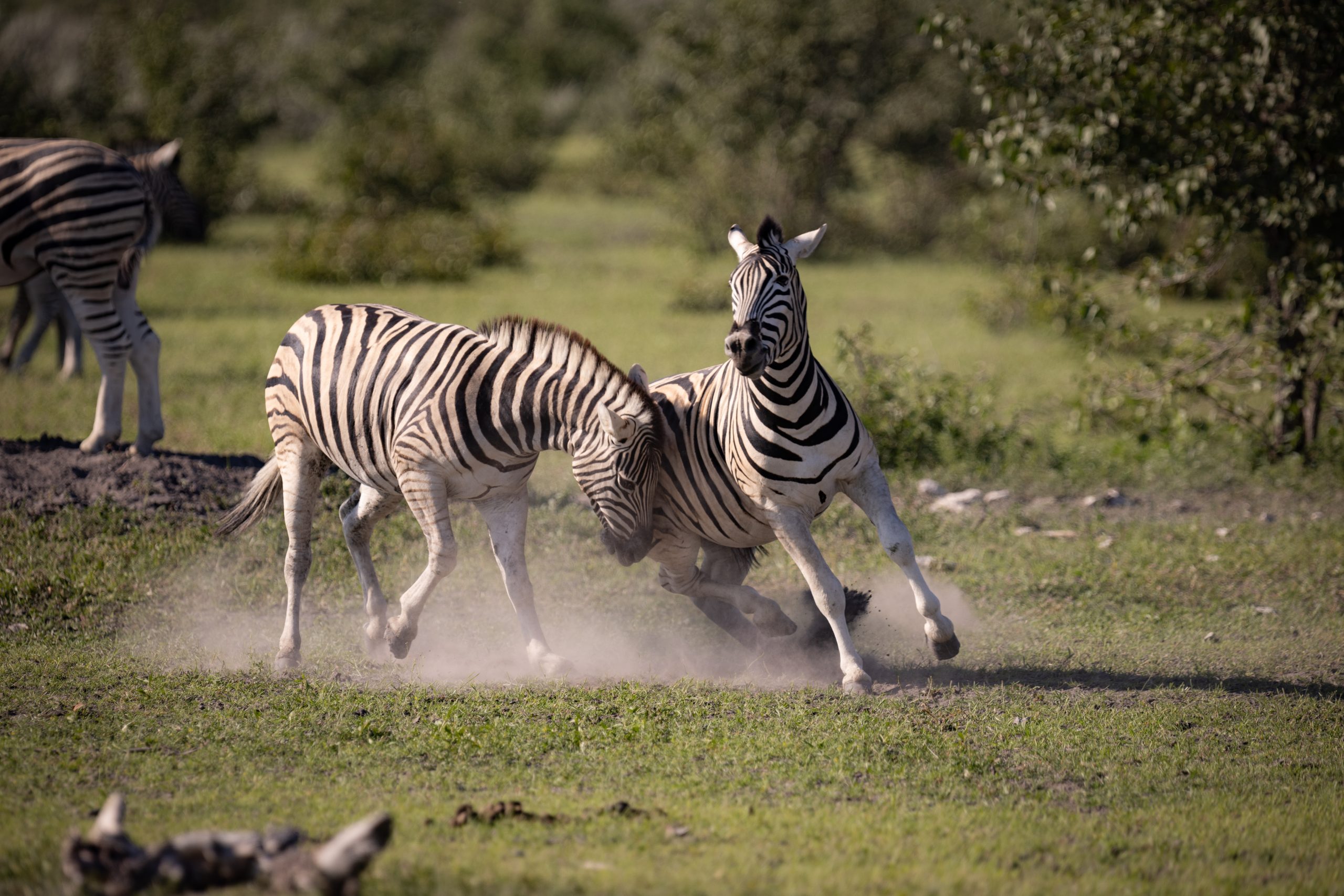 Kämpfende Zebras im Etosha Nationalpark (Namibia)
