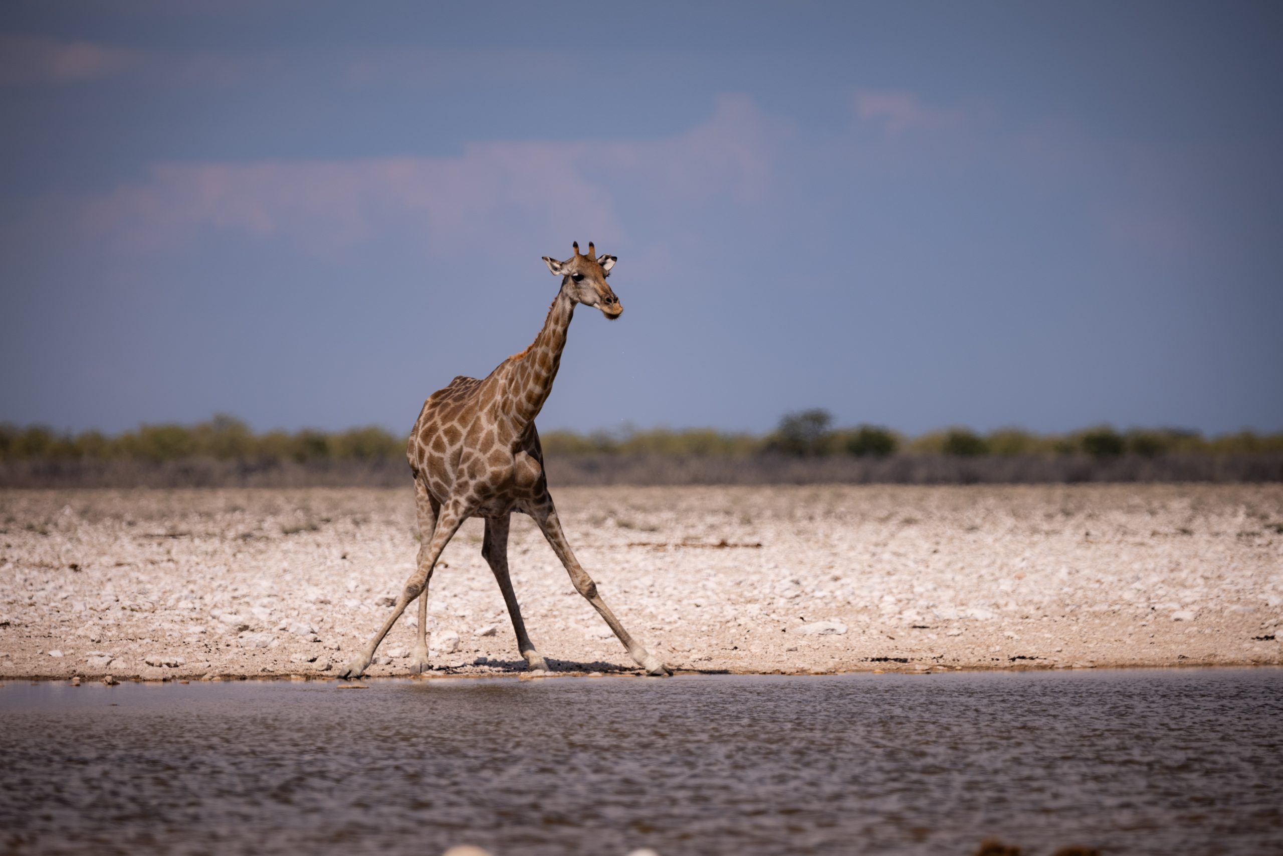 Trinkende Giraffe am Wasserloch