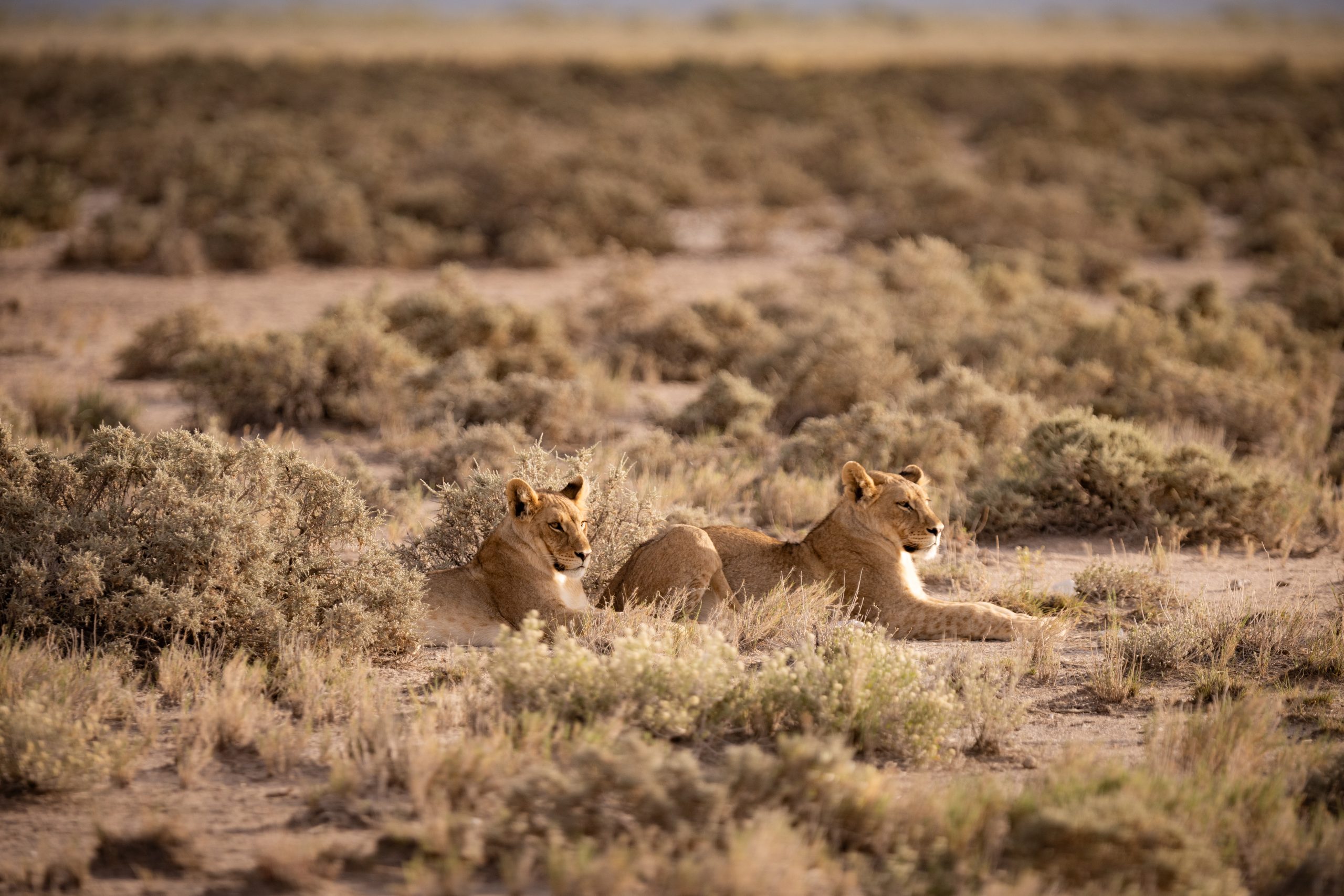Zwei liegende Löwinnen im Etosha Nationalpark (Namibia)