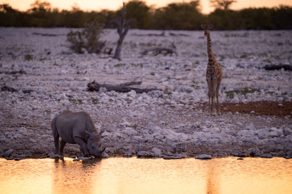 Nashorn und Giraffe bei Sonnenuntergang am Wasserloch im Etosha Nationalpark in Namibia