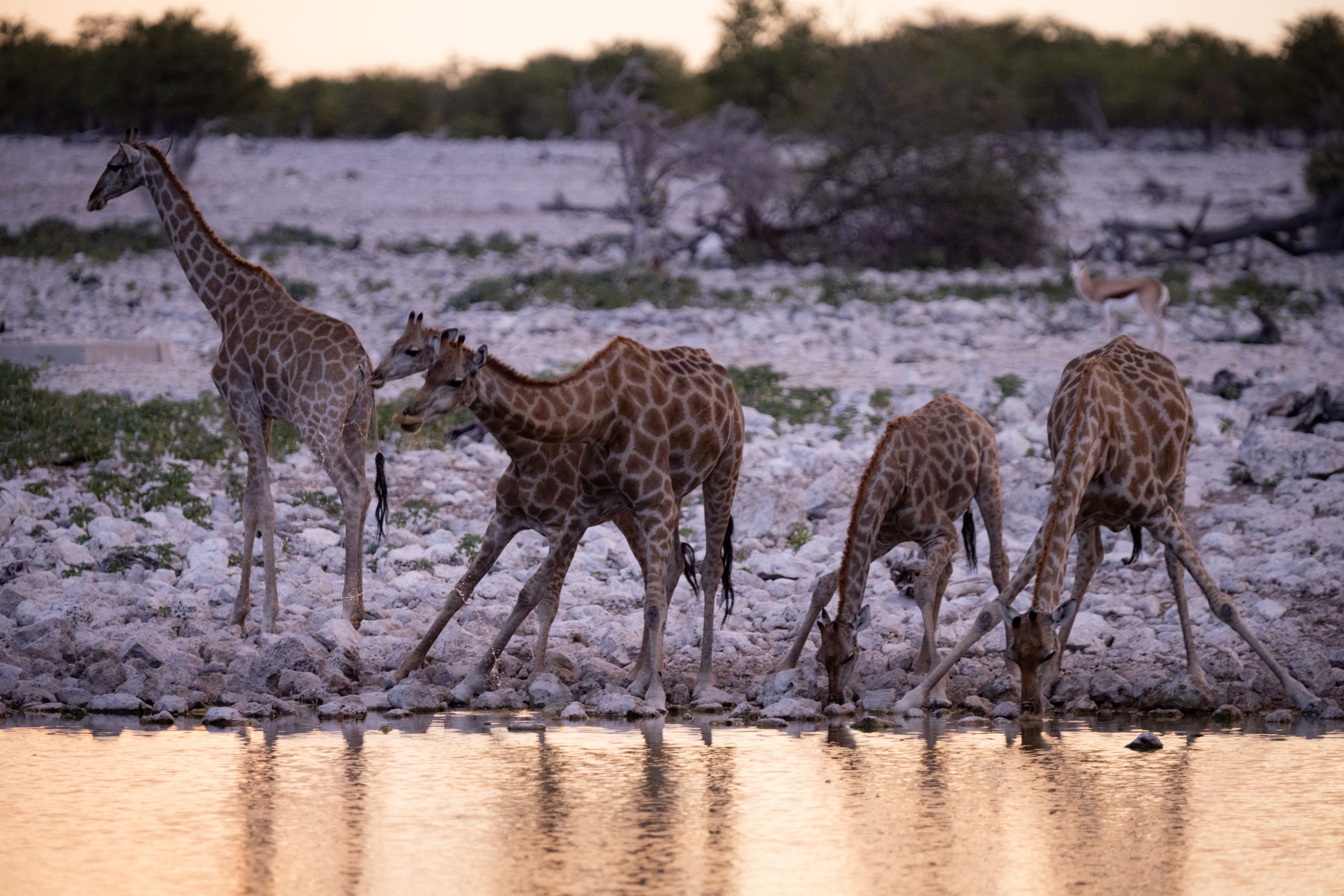Giraffen bei Sonnenuntergang am Wasserloch im Etosha Nationalpark in Namibia