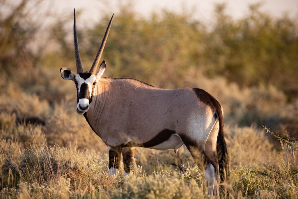 Oryxantilope im Etosha Nationalpark (Namibia)