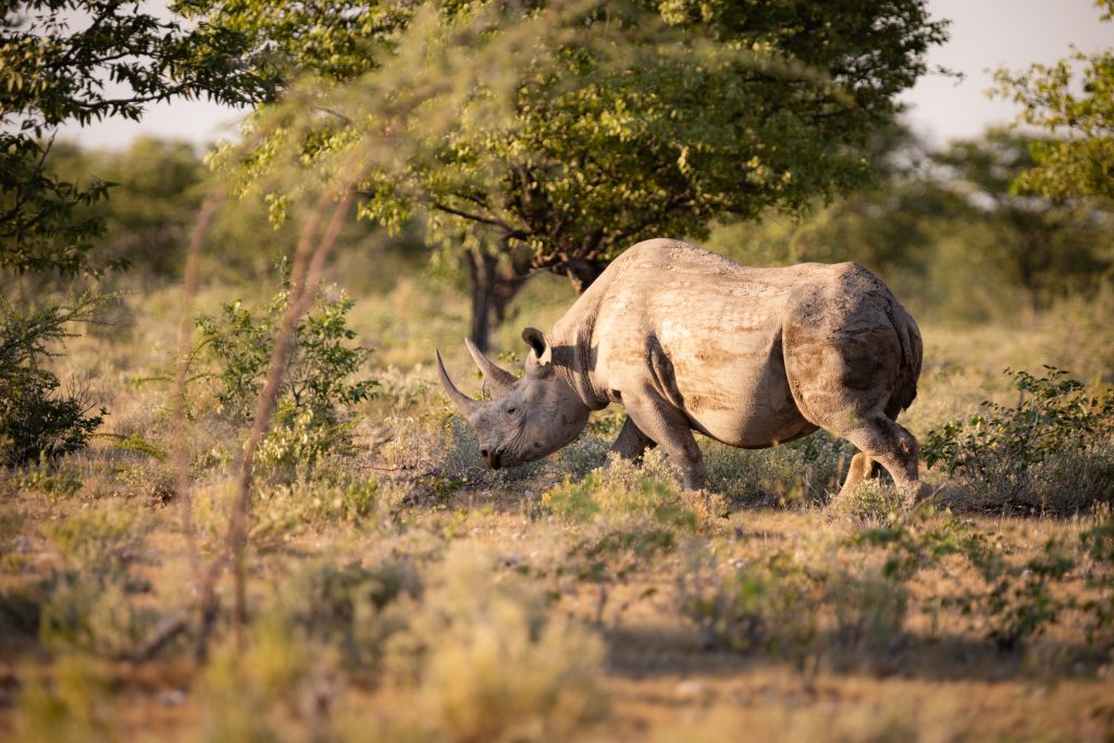 Nashorn im dichten Gebüsch im Etosha Nationalpark in Namibia