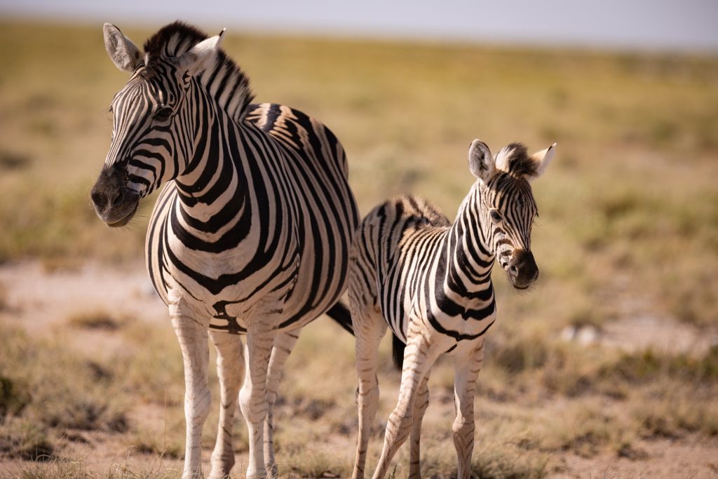 Zebra mit Jungem im Etosha Nationalpark (Namibia)