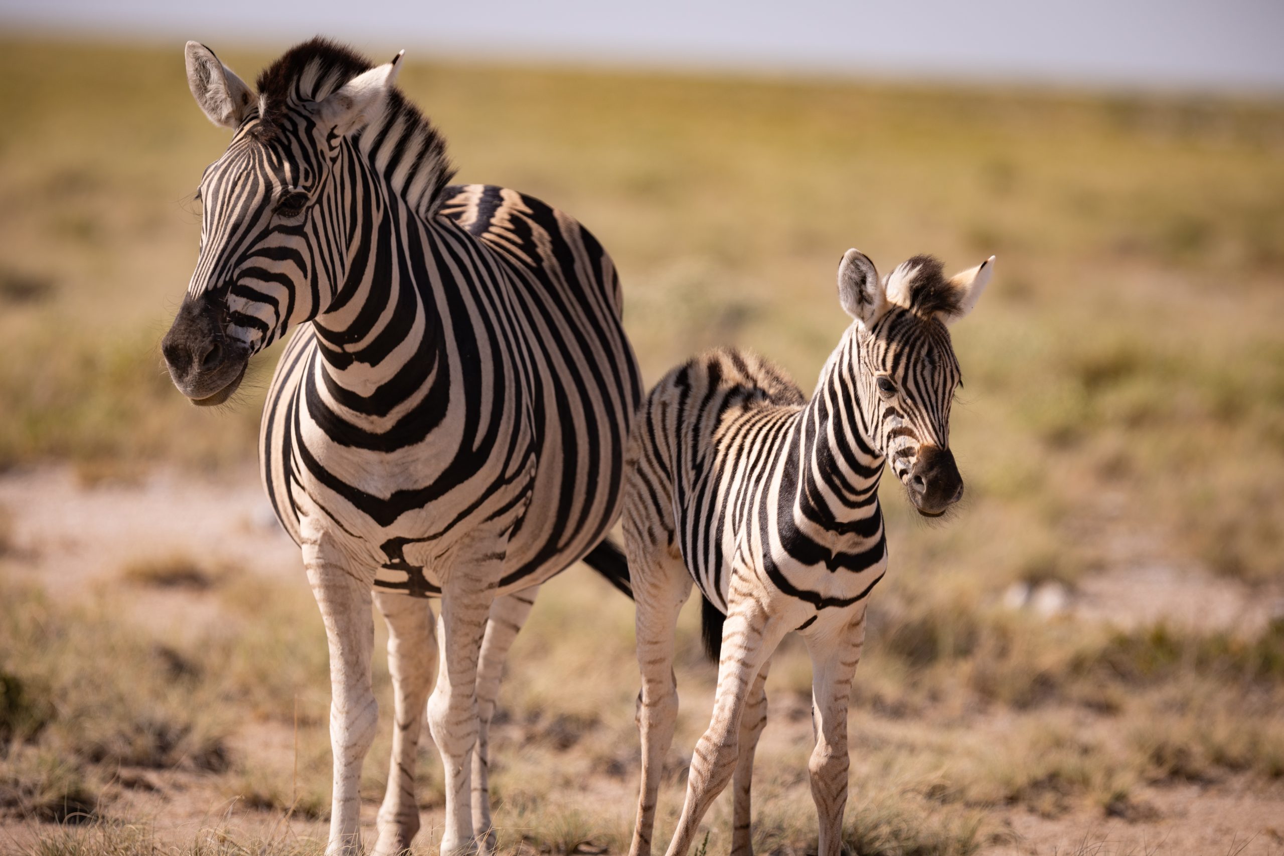Zebra mit Jungem im Etosha Nationalpark (Namibia)