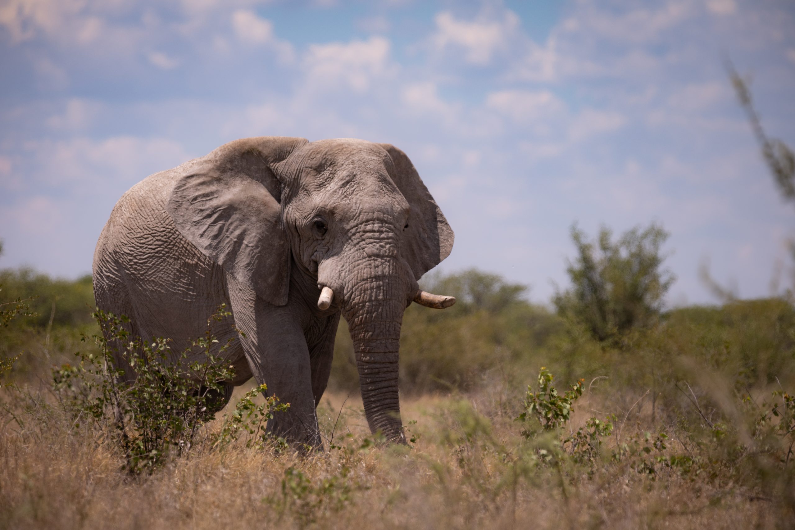 Elefant im Etosha Nationalpark (Namibia)