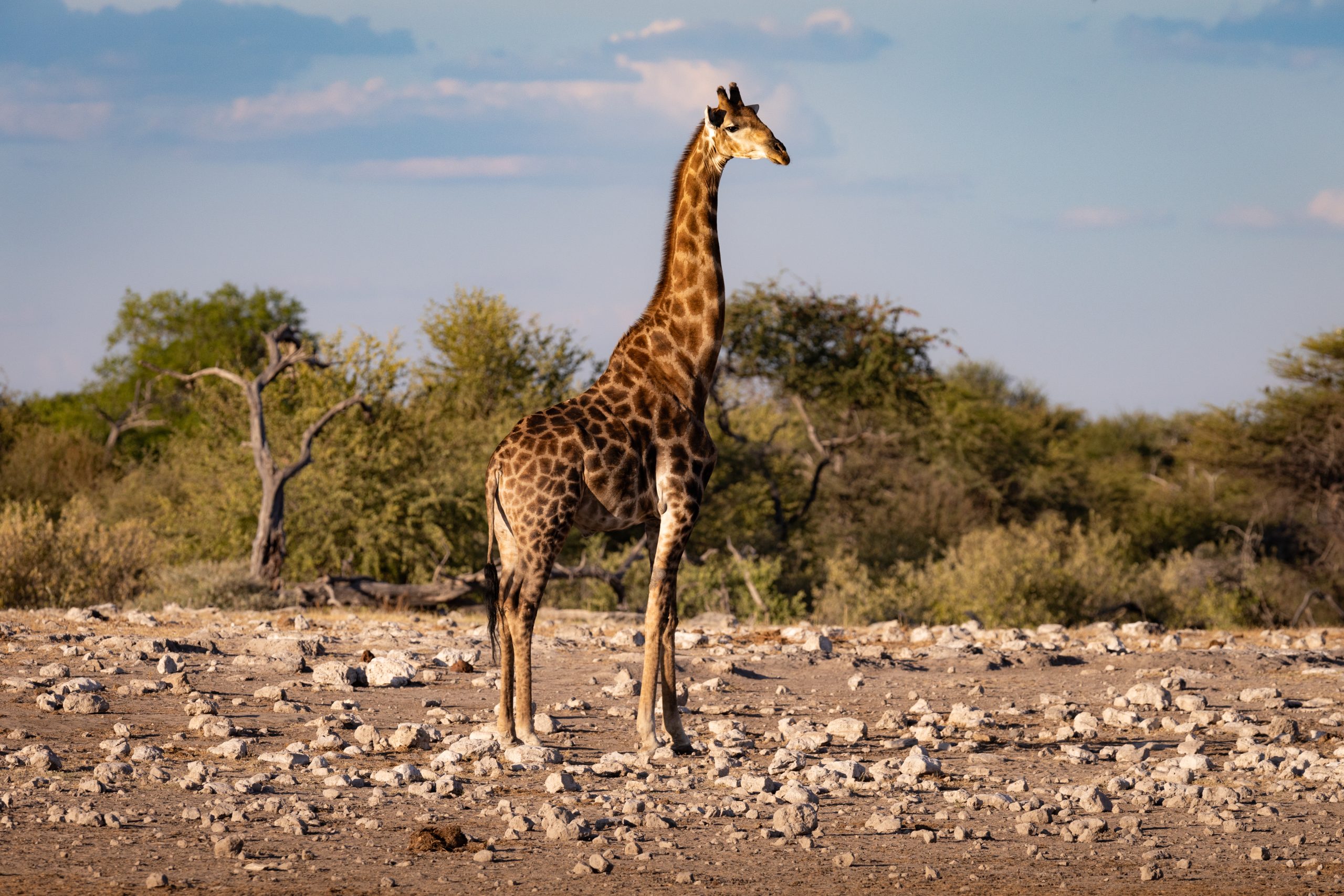 Giraffe im Etosha Nationalpark (Namibia)