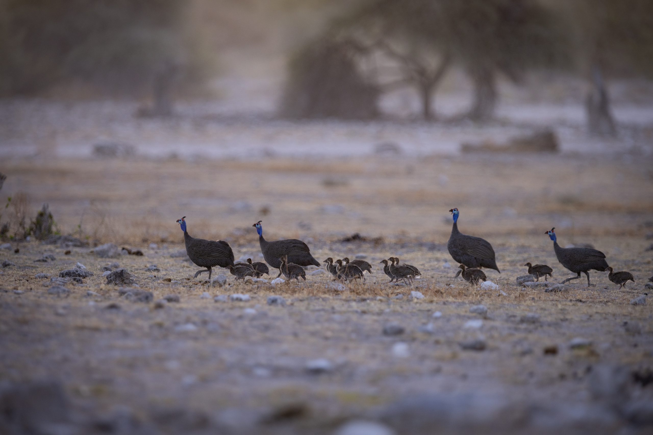 Helmperlhühner im Etosha Nationalpark (Namibia)