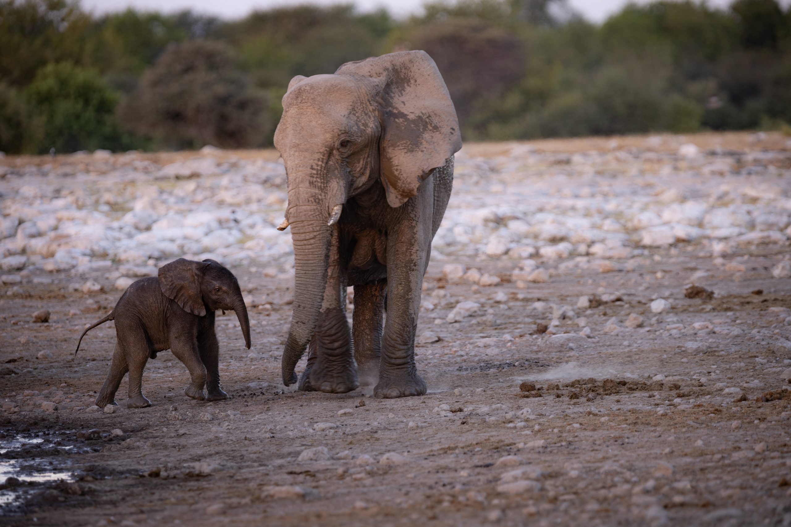 Elefantenjunges mit Mutter im Etosha Nationalpark (Namibia)