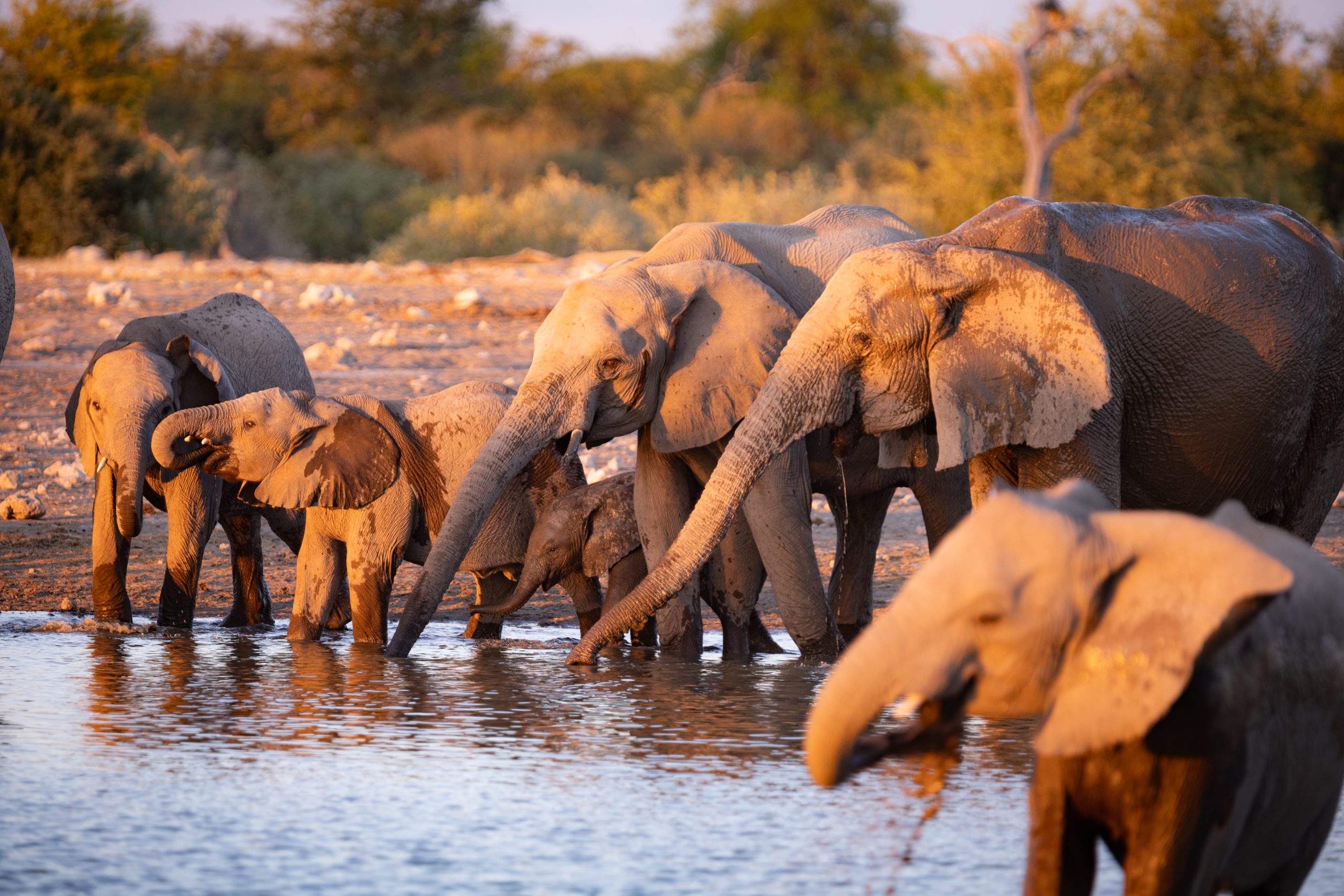 Elefantenherde am Wasserloch im Etosha Nationalpark in Namibia