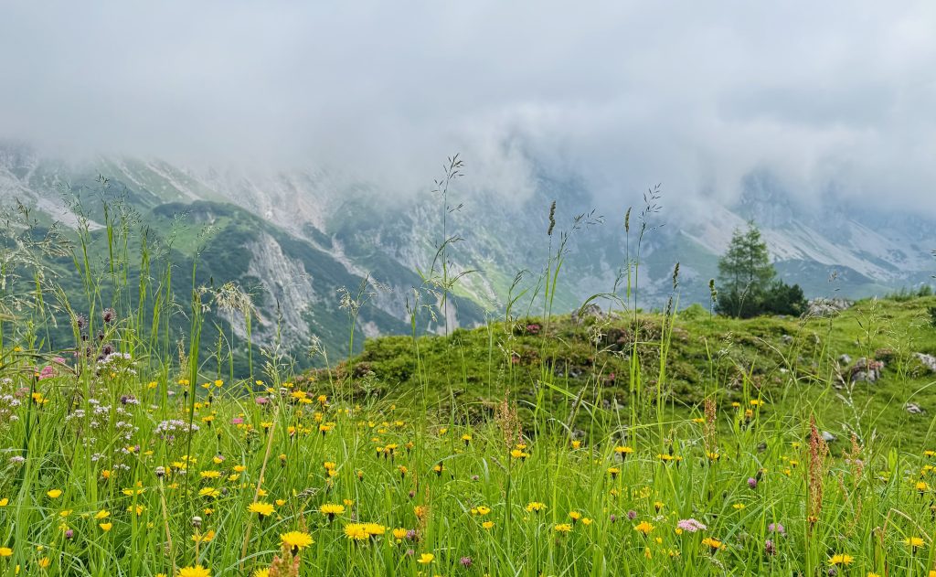 Bergwiese bei der Hofpürglhütte bei Filzmoos