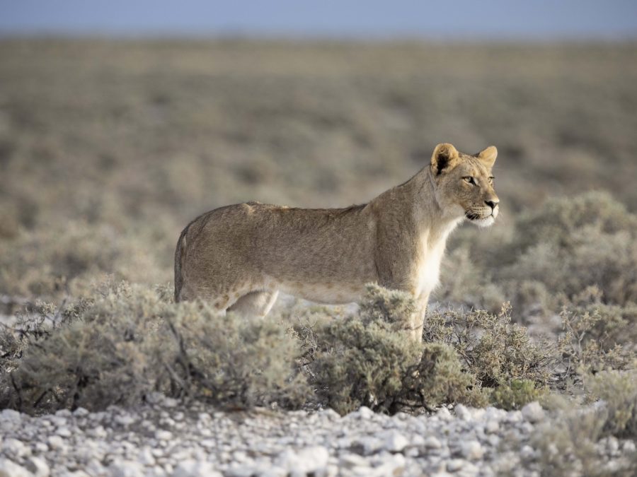 Löwin im Etosha Nationalpark (Namibia)