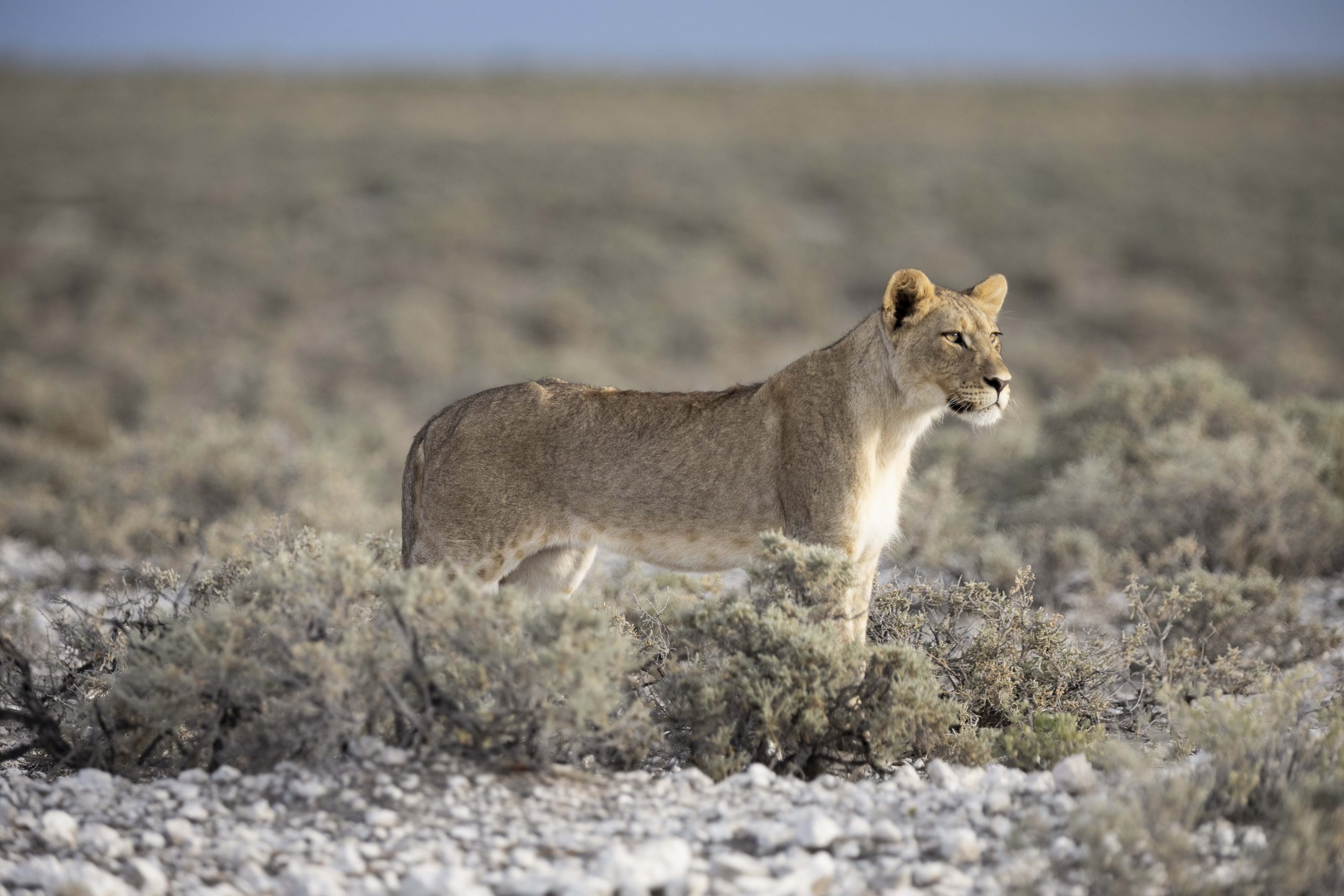 Löwin im Etosha Nationalpark (Namibia)