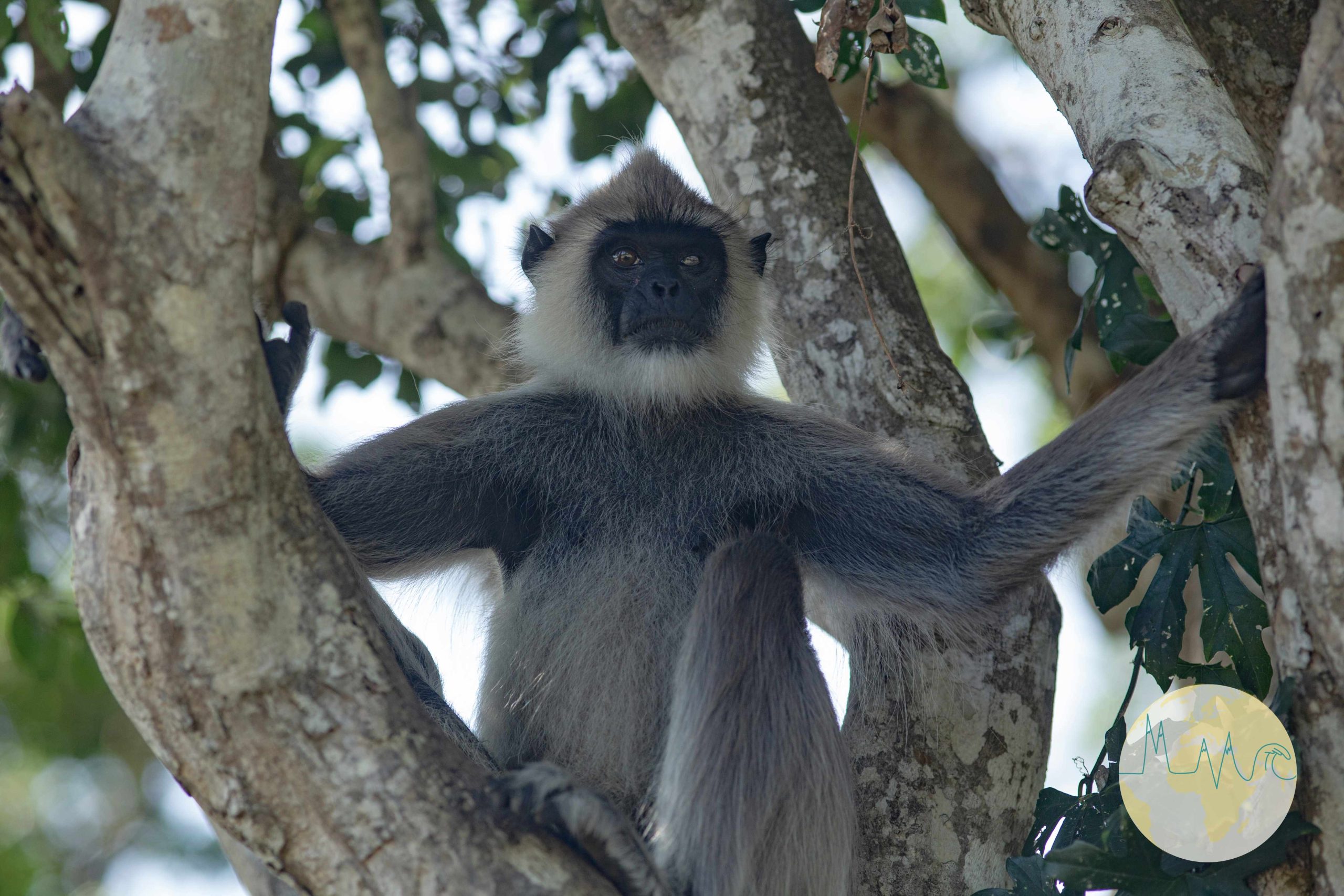 Sri Lanka: Weißbartlangur in einem Baum sitzend