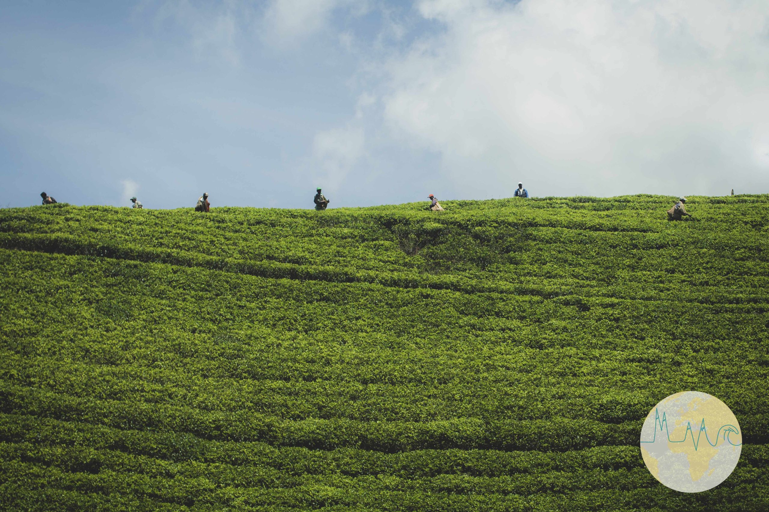 Teeplantage in Sri Lanka, ArbeiterInnen ernten Tee