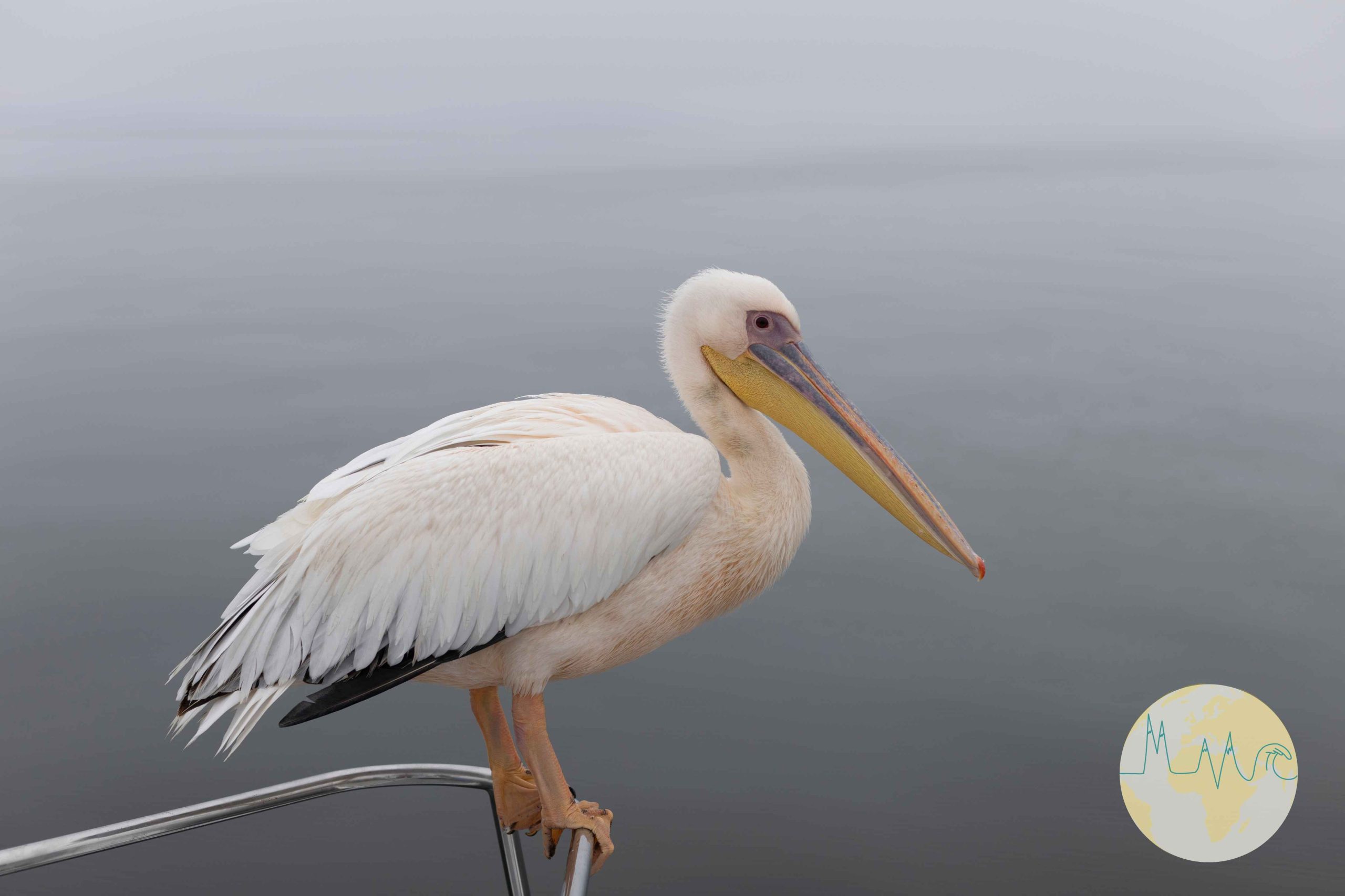 Pelikan auf einem Geländer stehend am Meer bei Walvis Bay