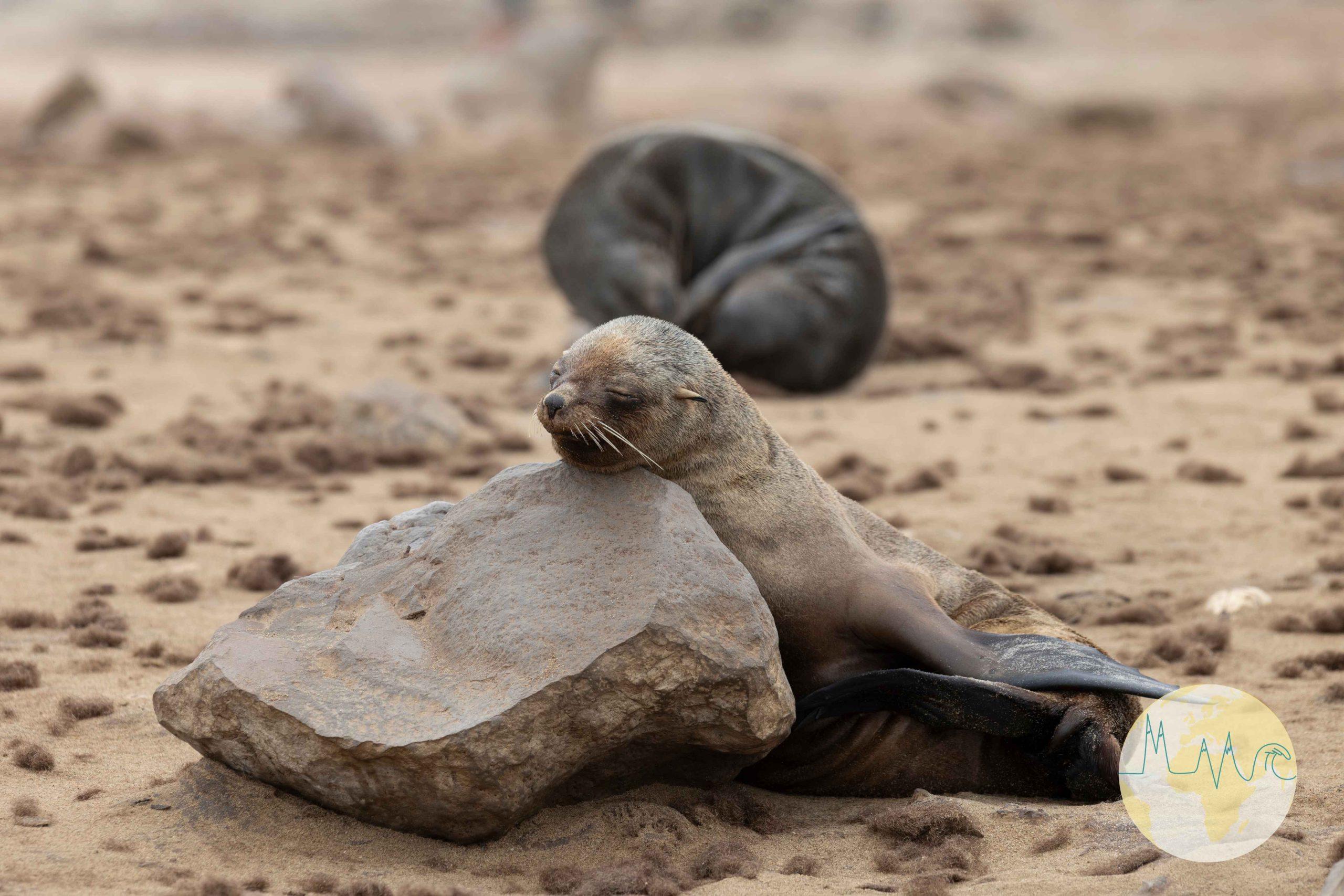 Einzelne Robbe schlafend auf einem Stein liegend am Cape Cross in Namibia
