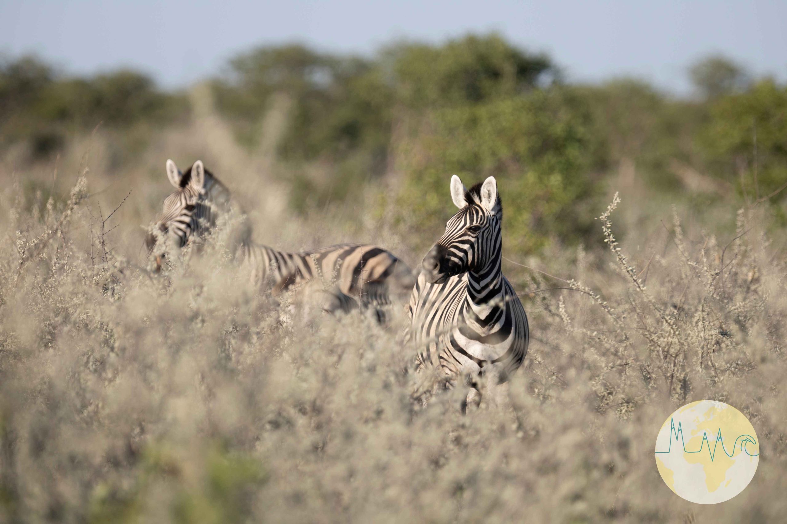 Namibia: Zwei Zebras im Etosha Nationalpark im trocknen Gras stehend