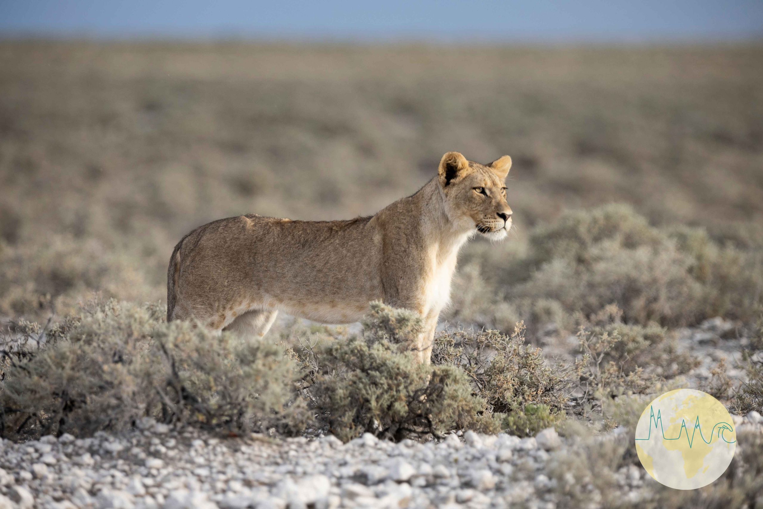 Namibia - Löwin im Etosha Nationalpark in der Savanne stehend, Blick nach rechts fokussiert