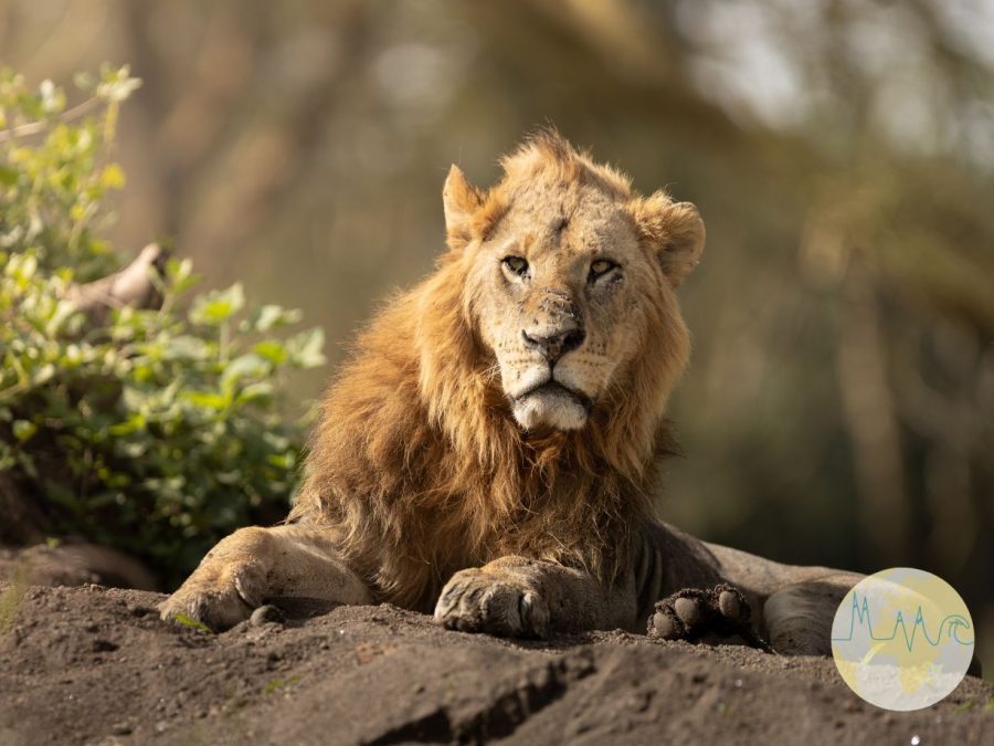 Stockfoto-Paket: Kenia