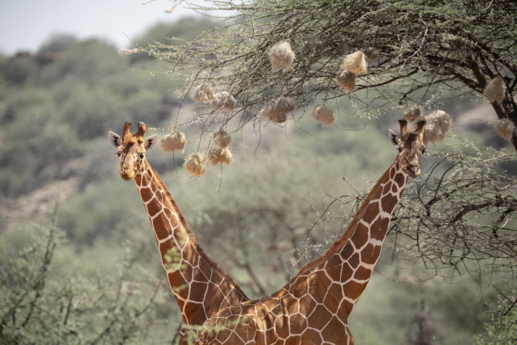 Kenia: Zwei Giraffen nebeneinander stehend unter einem Baum, beide in die Kamera blickend