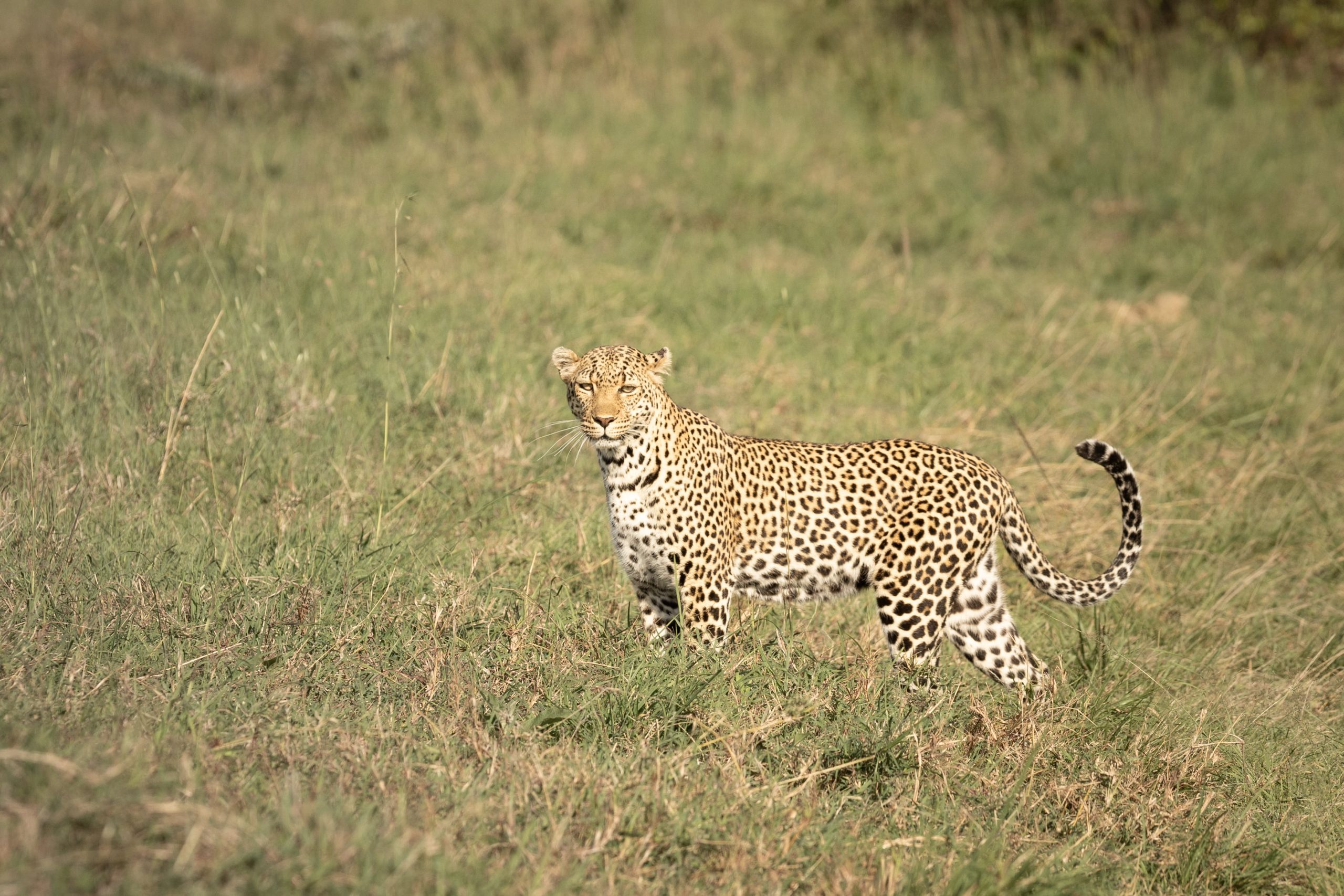 Leopard auf einer grünen Wiese stehend, mit Blick in die Kamera