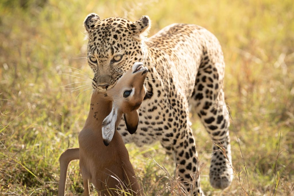 Leopard mit einem gejagten Impala im Maul in der Masai Mara in Kenia