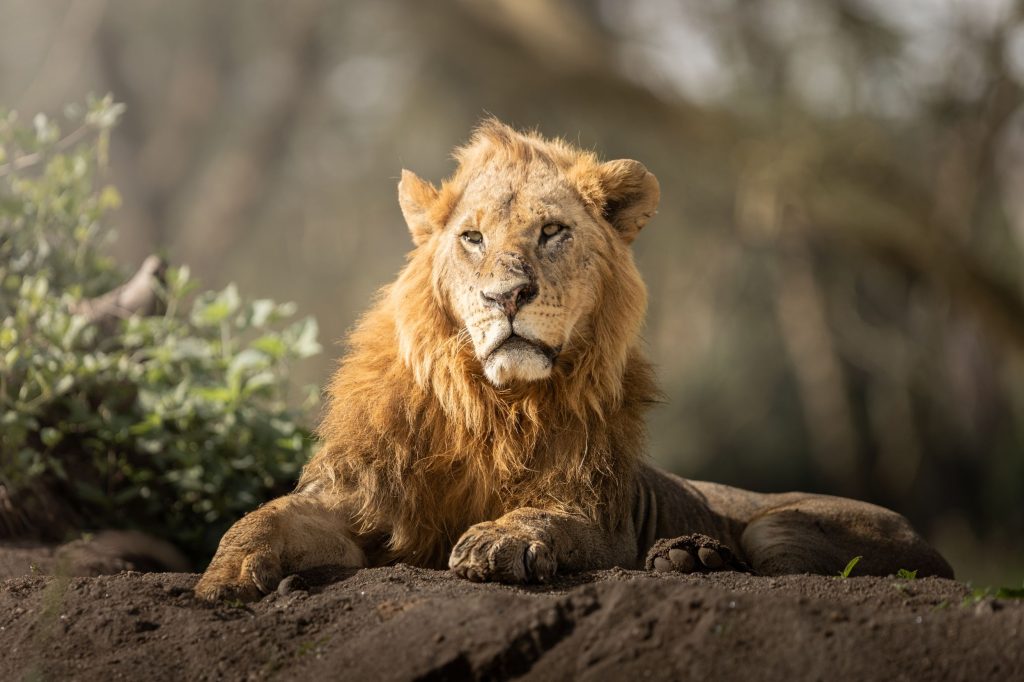 Löwenmännchen liegend im Nakuru Nationalpark in Kenia