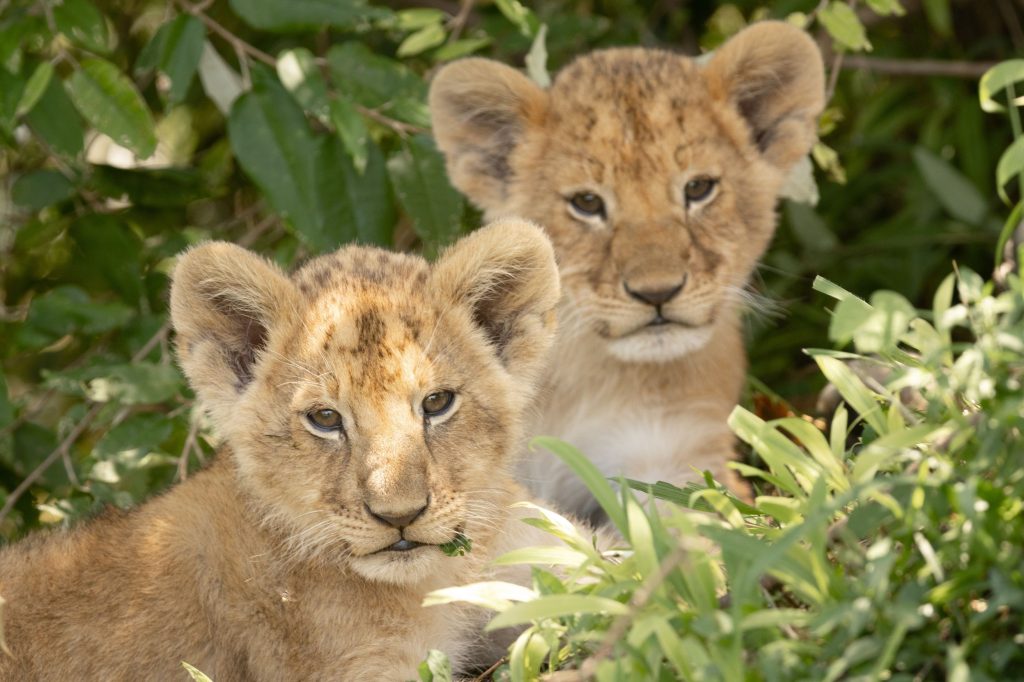 Löwenbabys im Gebüsch in Kenia in der Masai Mara