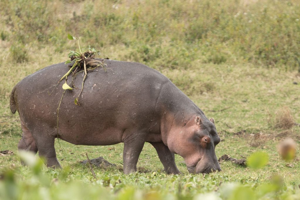 Nilpferd auf einer Wiese, mit Algen auf dem Rücken am Lake Naivasha in Kenia